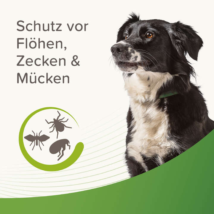 beaphar Zecken- und Flohschutz Halsband für Hunde